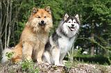 CHIEN FINNOIS DE LAPONIE 099